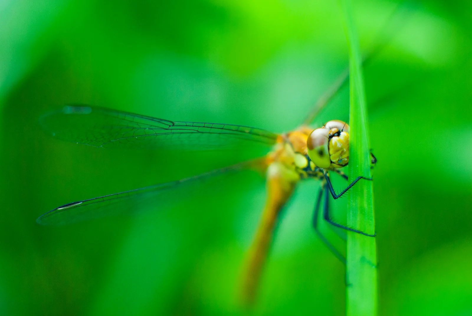 Drowning in Bokeh