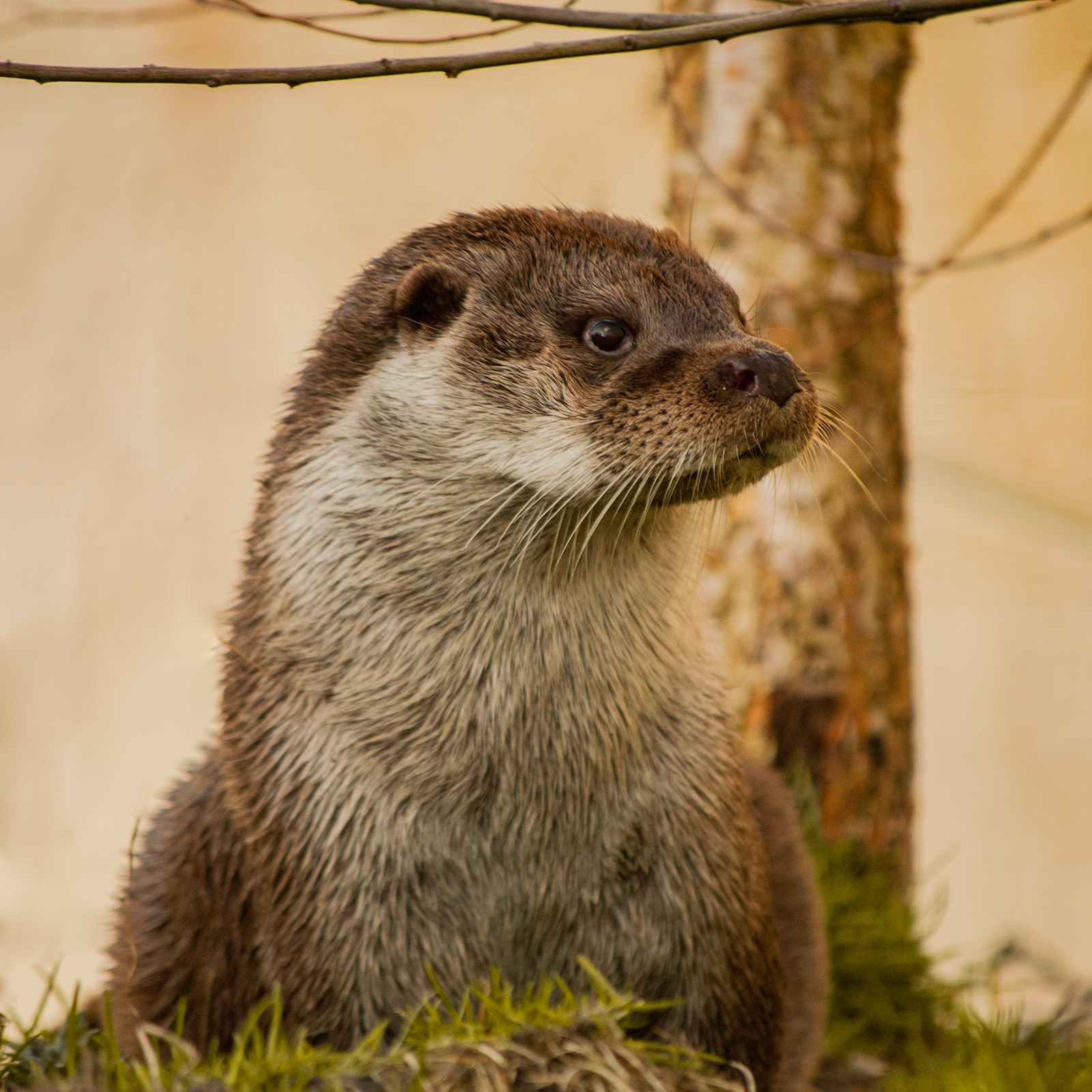 Curious Otter