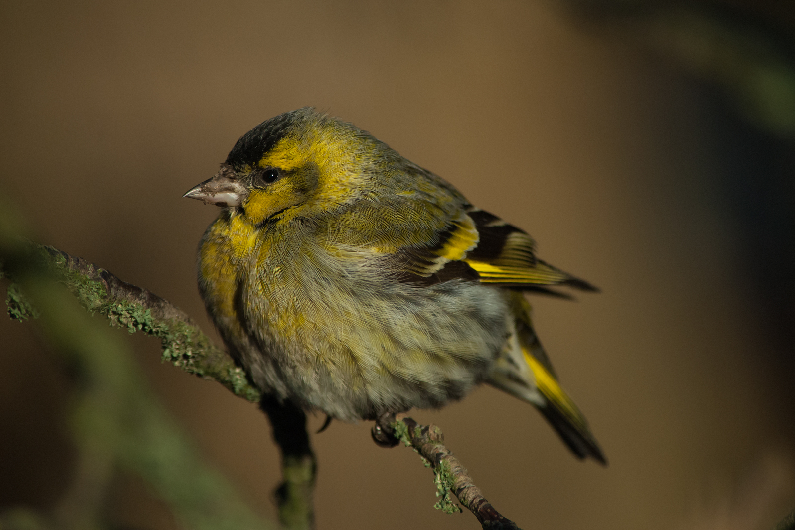 Early Siskin