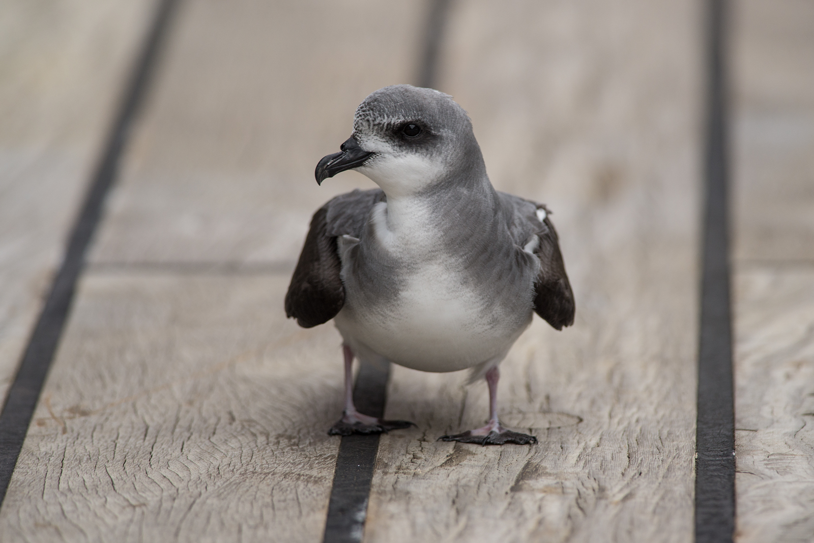 The first stowaway: A black-winged petrel on the deck of RV Sonne.