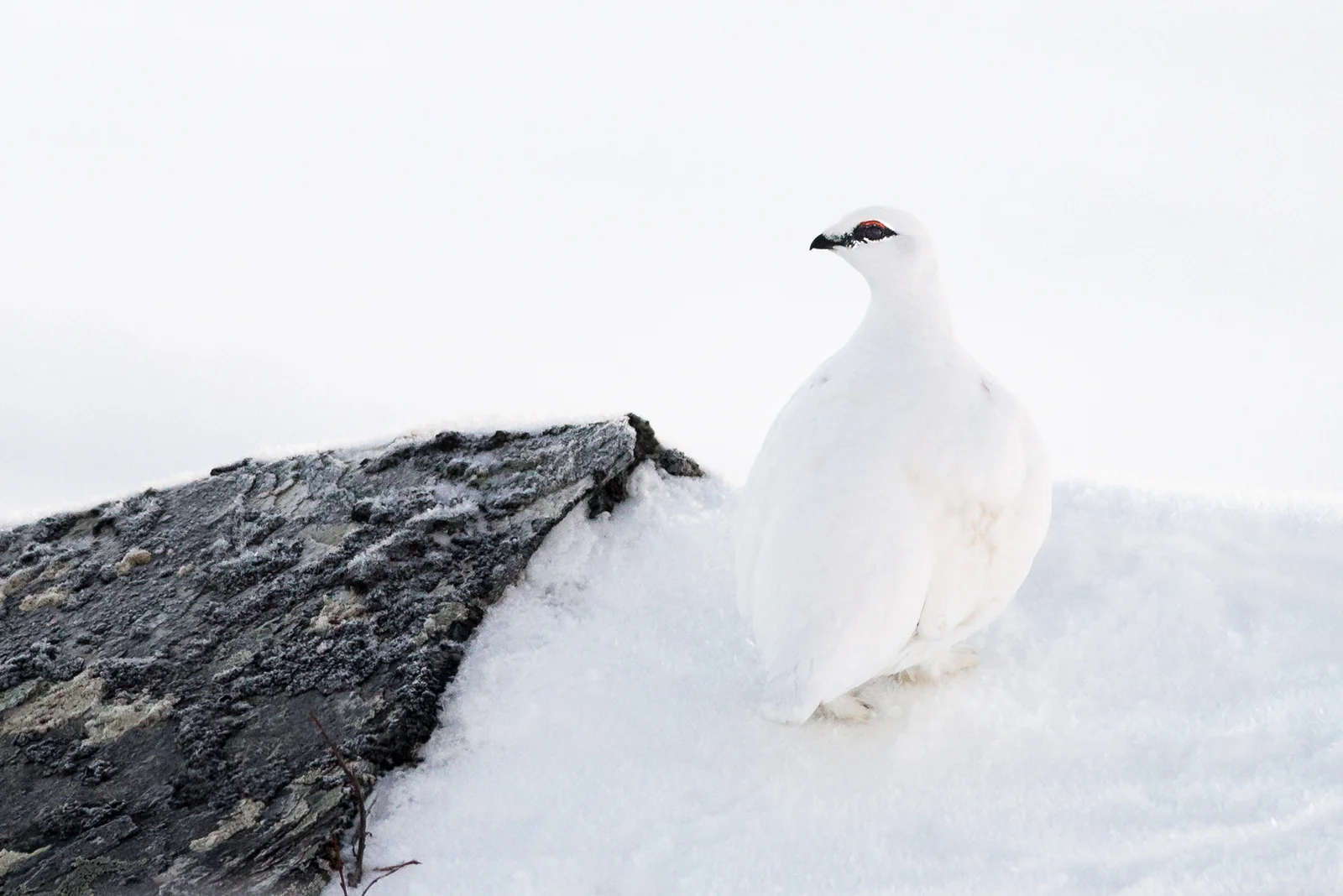 Perfectly camouflaged Rock Ptarmigan.