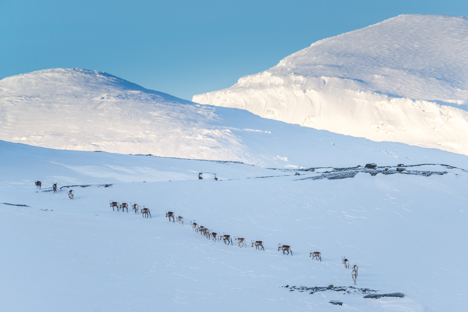 A herd of reindeers marching up the mountain.