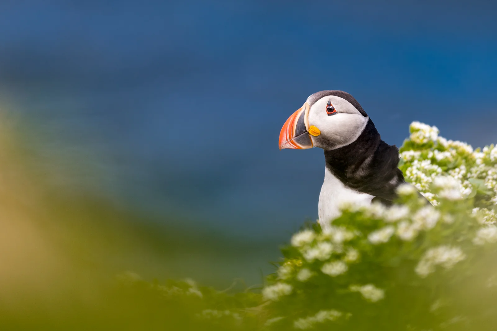Puffin