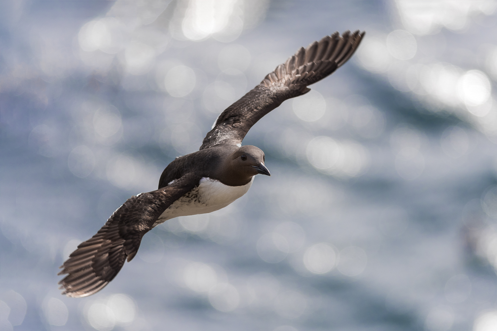 Murre in Flight