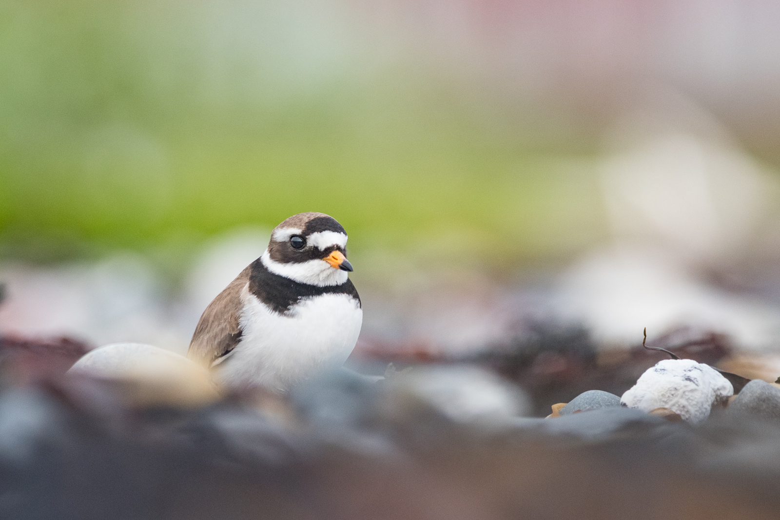 The Voice of Varanger