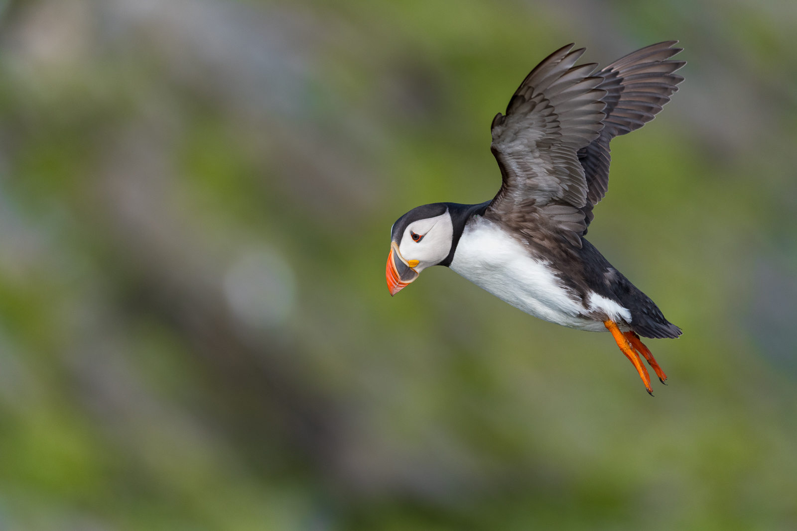 Puffin Takeoff