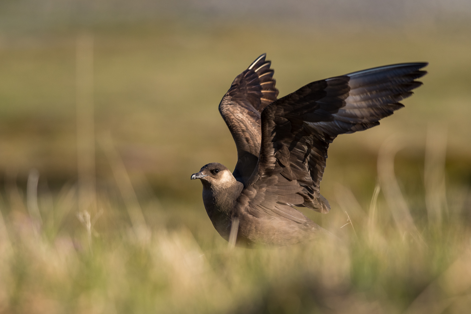 Angry Skua