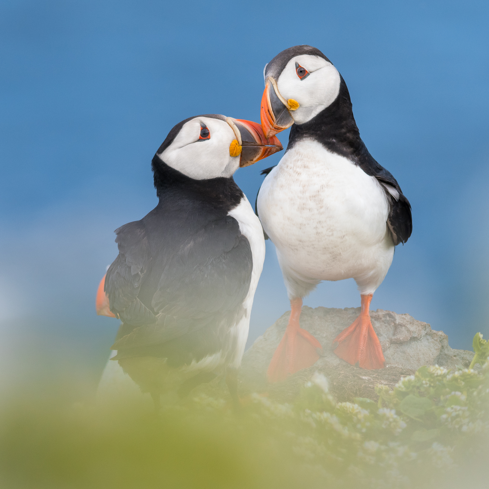 Kissing Puffins