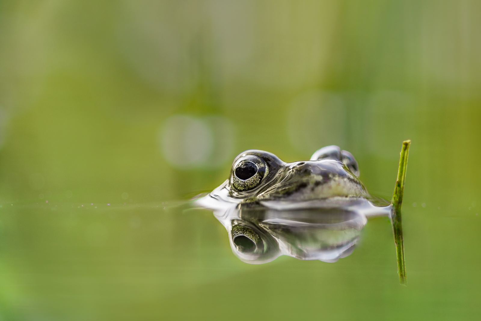 Spring at the Pond