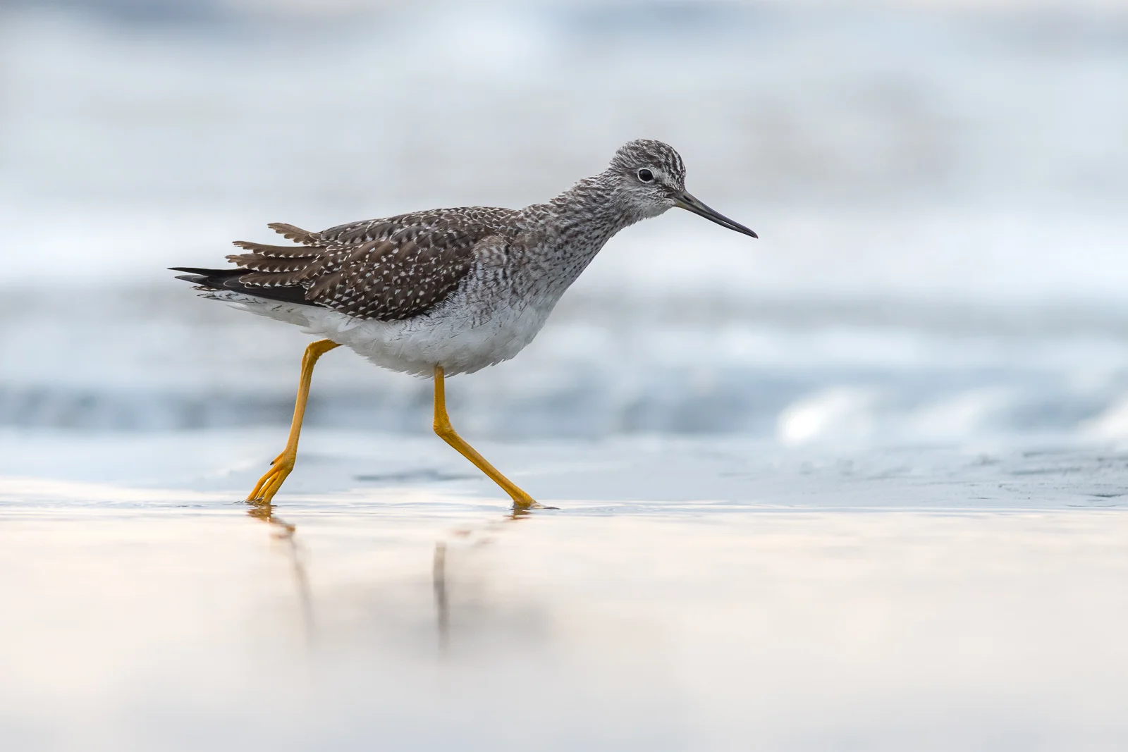 The Beach Ballet