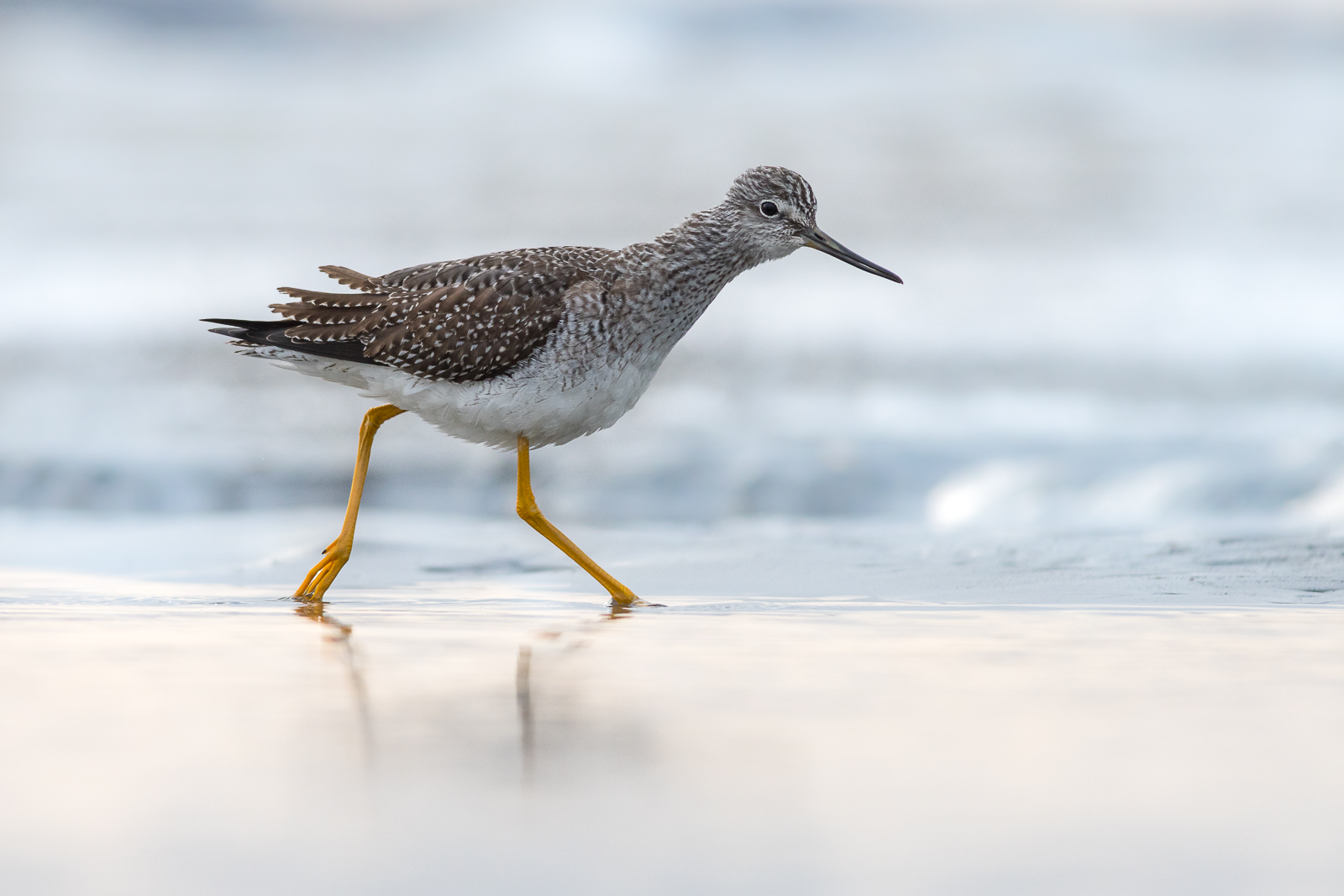 The Beach Ballet