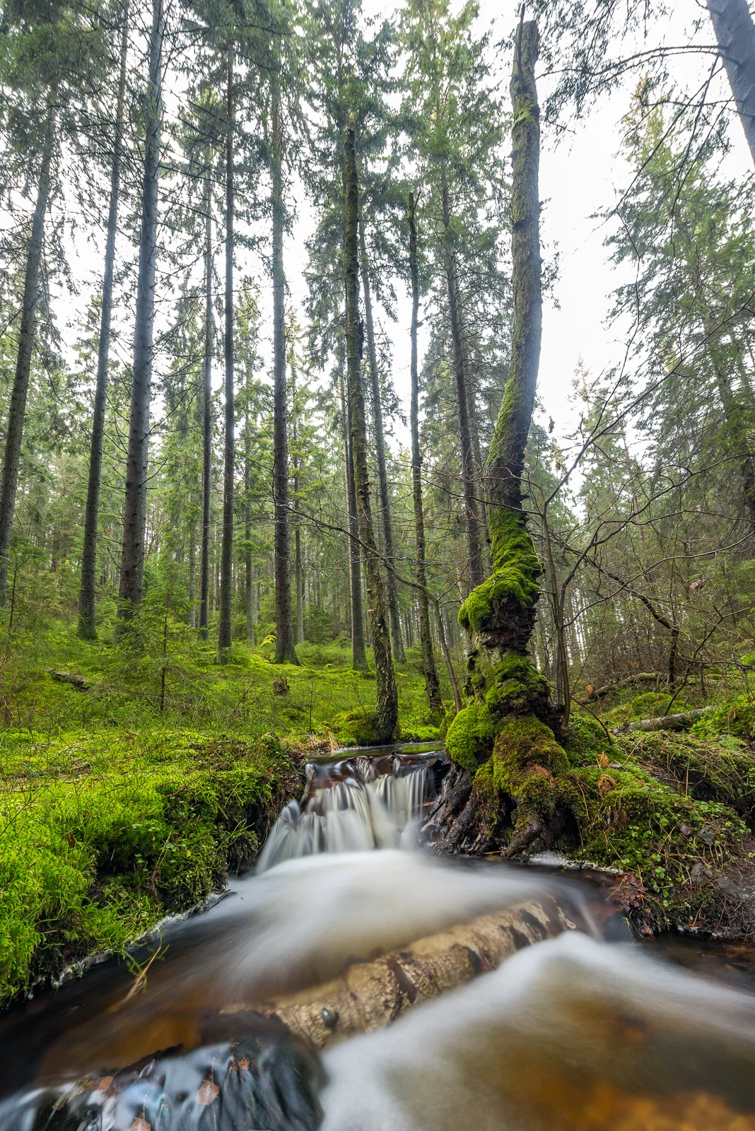 A small stream in the forests around Gothenburg.
