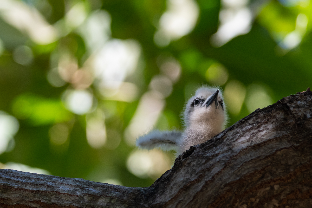 The freshly hatched chick - just one day old - stretches its wings