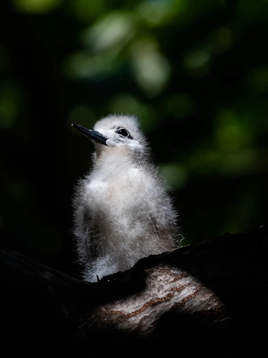 3 weeks old - the ugly teenager phase when the baby downs start to be replaced by the adult plumage
