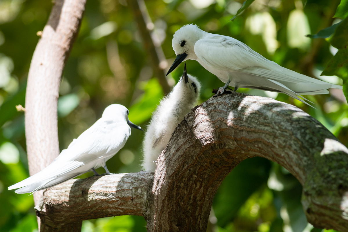 As the parents are busy catching food, the family is rarely seen together like this.