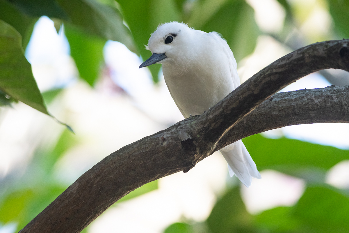 6 weeks - the young tern still has some downs and sticks around the nesting place but already practices flying around the yard.