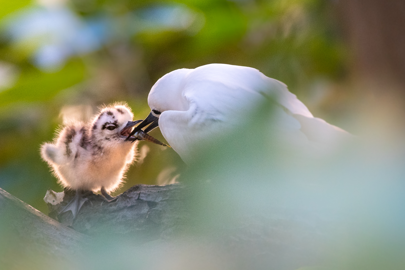 Evening Feeding