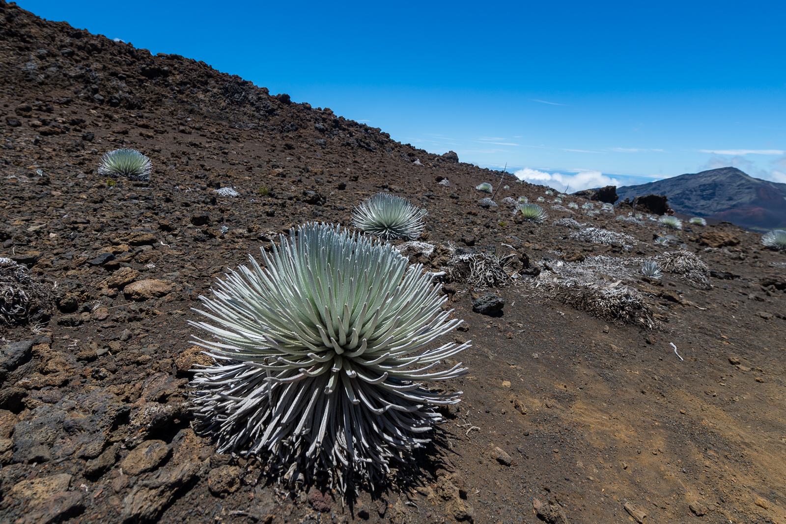 A silversword species endemic to the slopes of Haleakalā volcano.