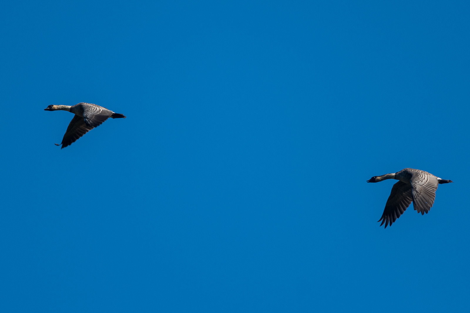 Nene geese