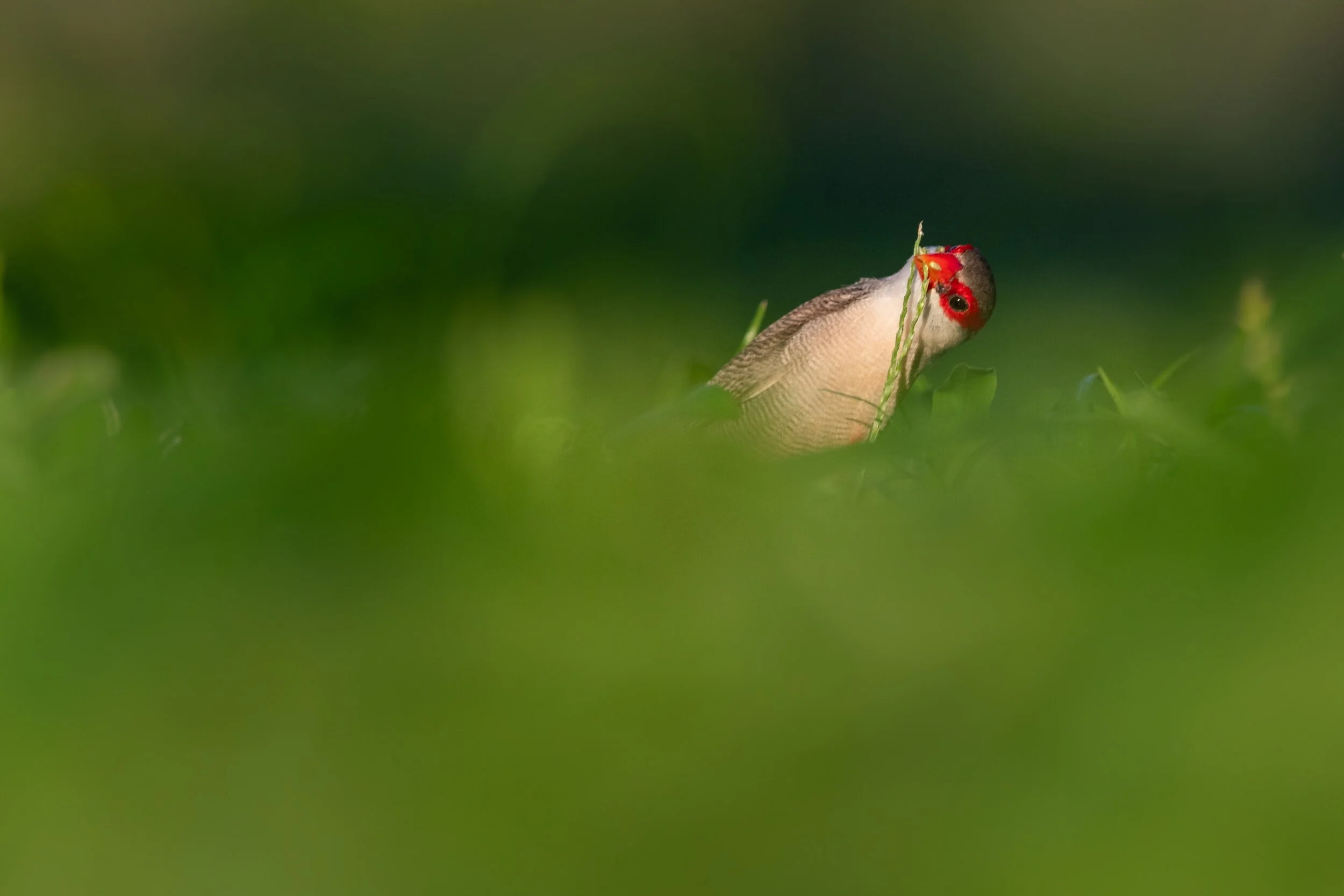 The Red Bandit