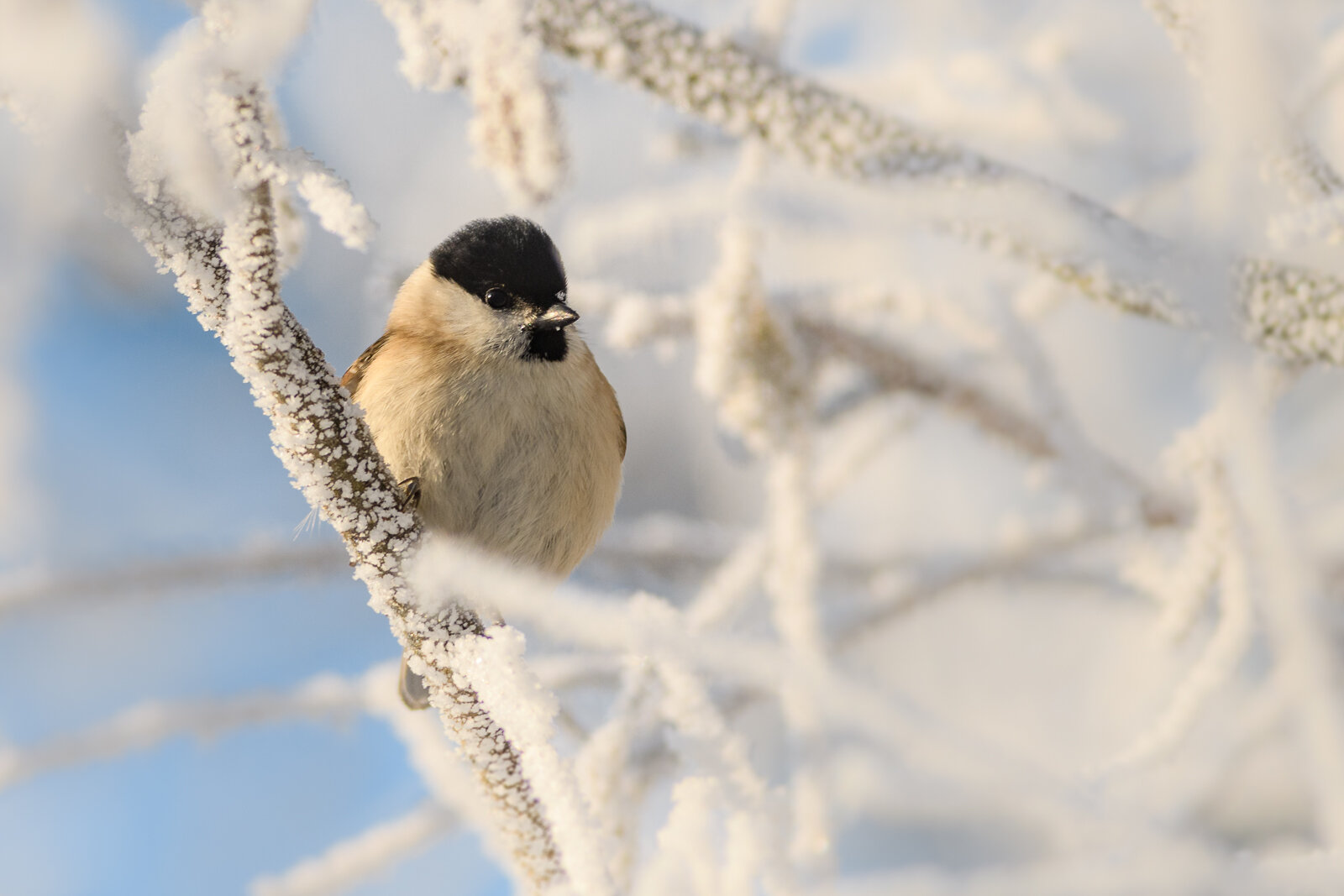 Winter Fluff