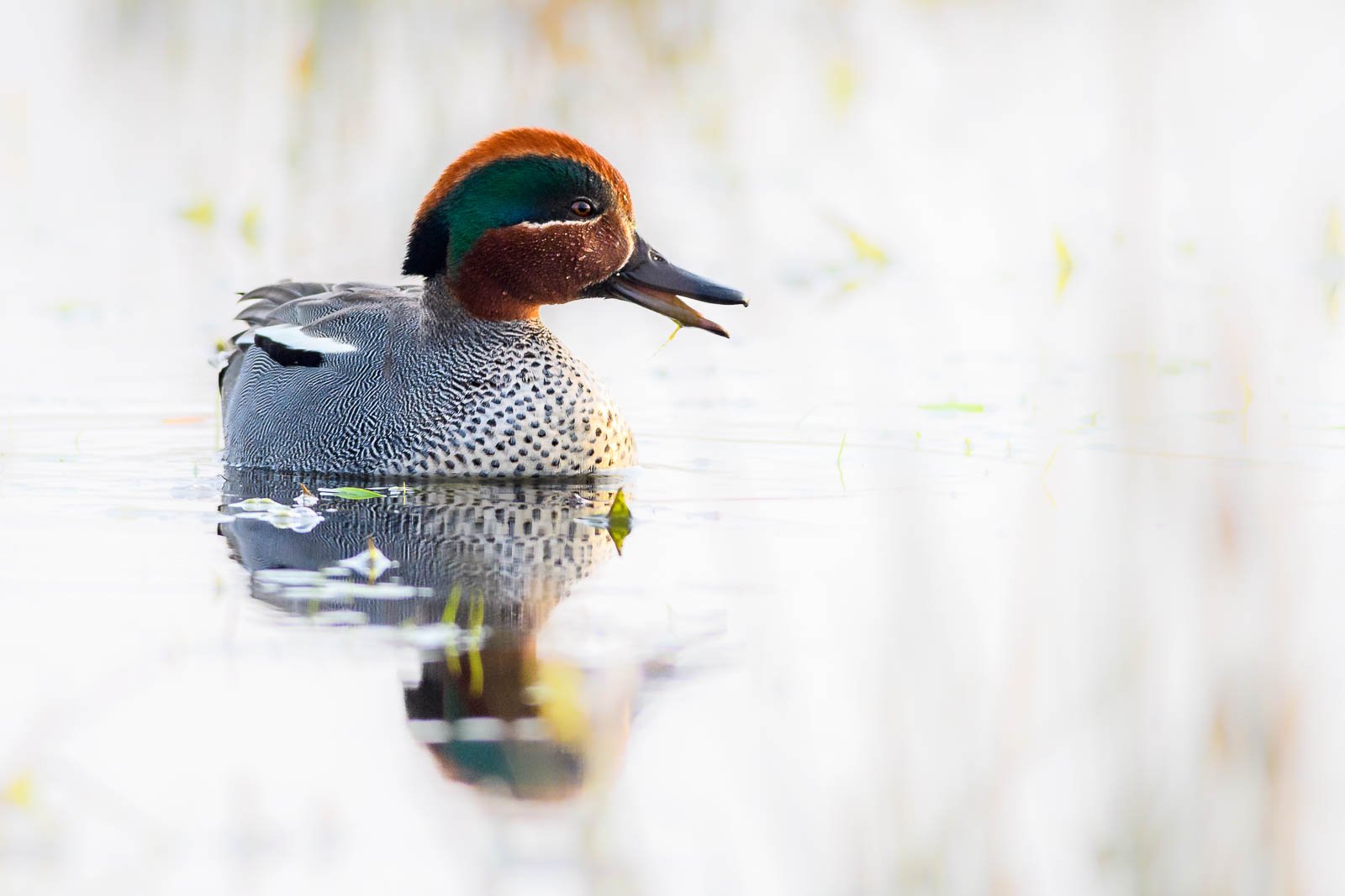 Teal Calling