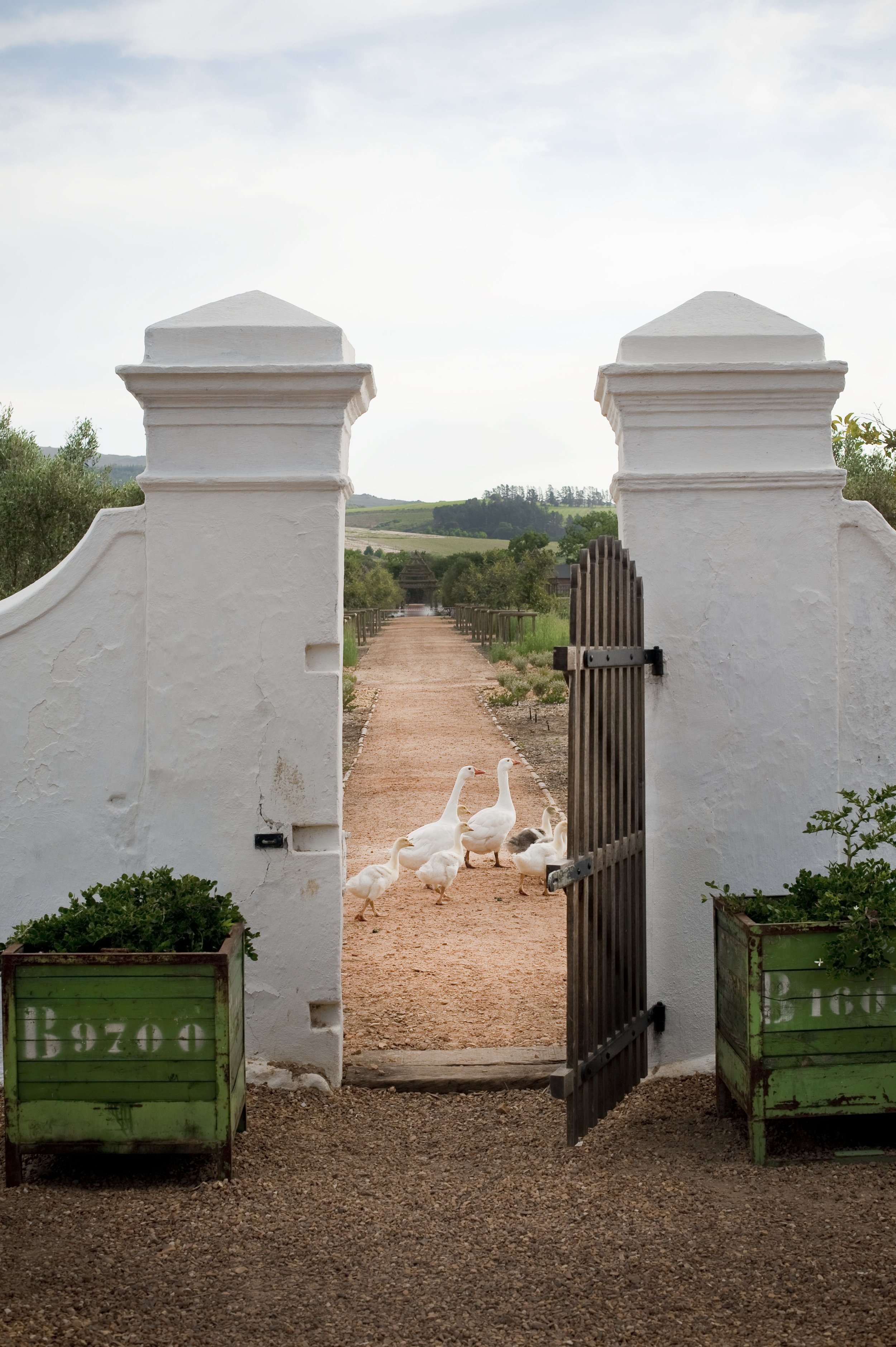 5.Geese parading into kitchen garden.jpg