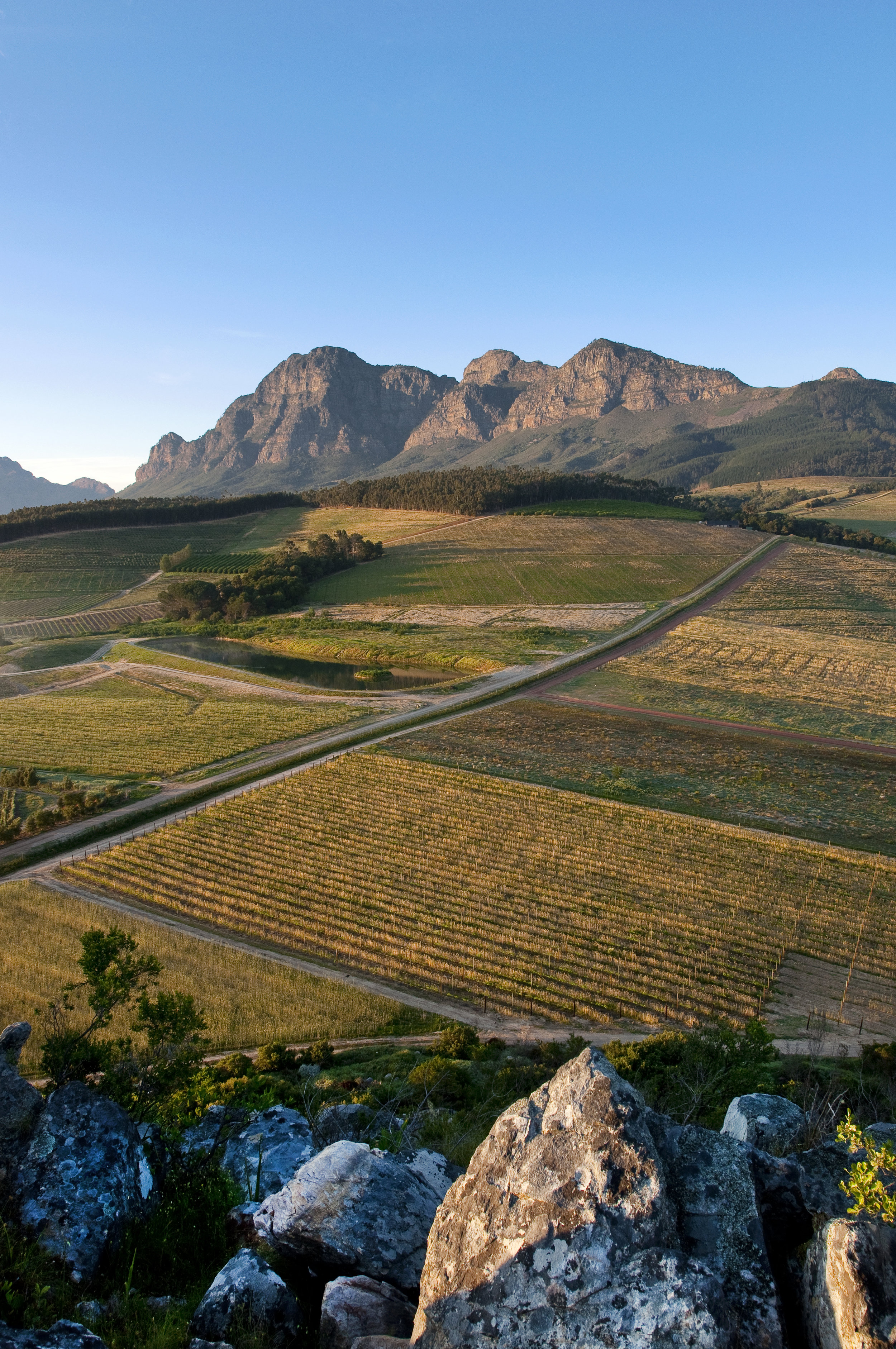 20.View of vineyards and Simonsberg as seen from the Babylonstoren hill.jpg