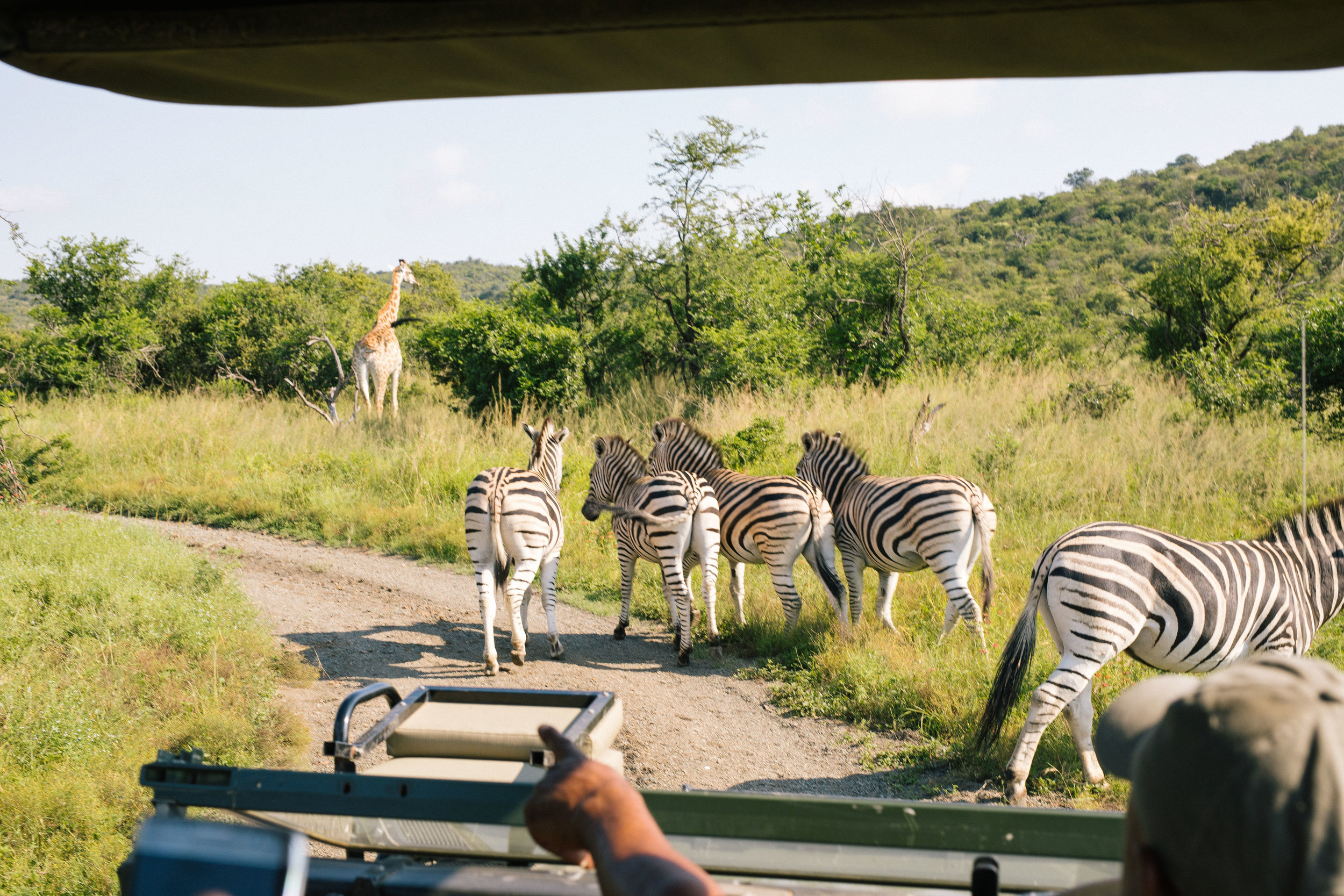 A dazzle of zebras and a giraffe. 