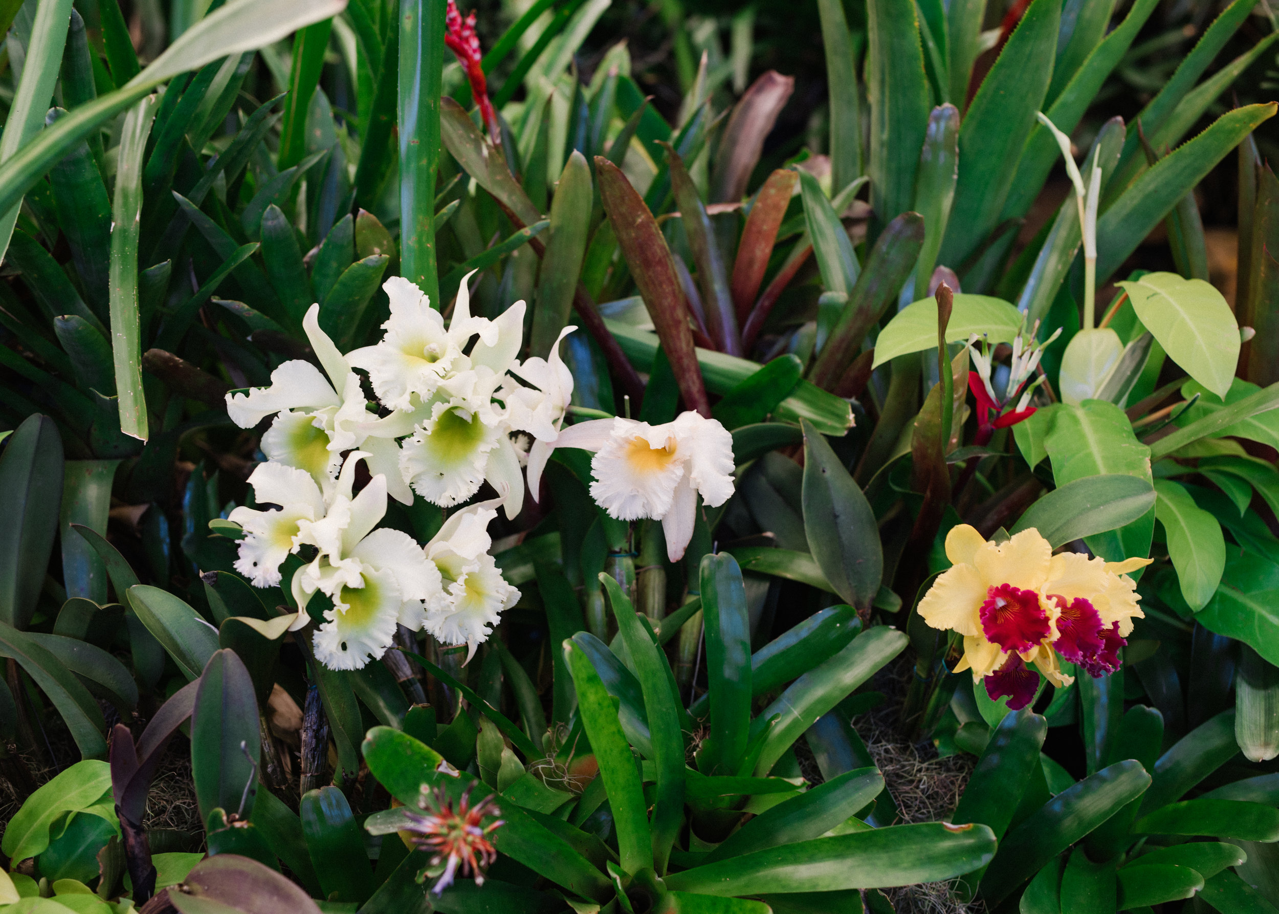 Durban Botanical Gardens