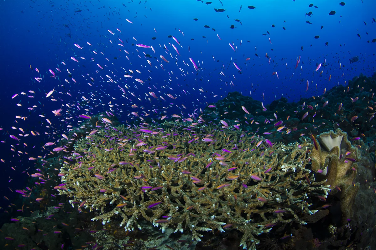 NEW PUBLICATION: ‘Twilight zone’ fish swim silently with forked tails