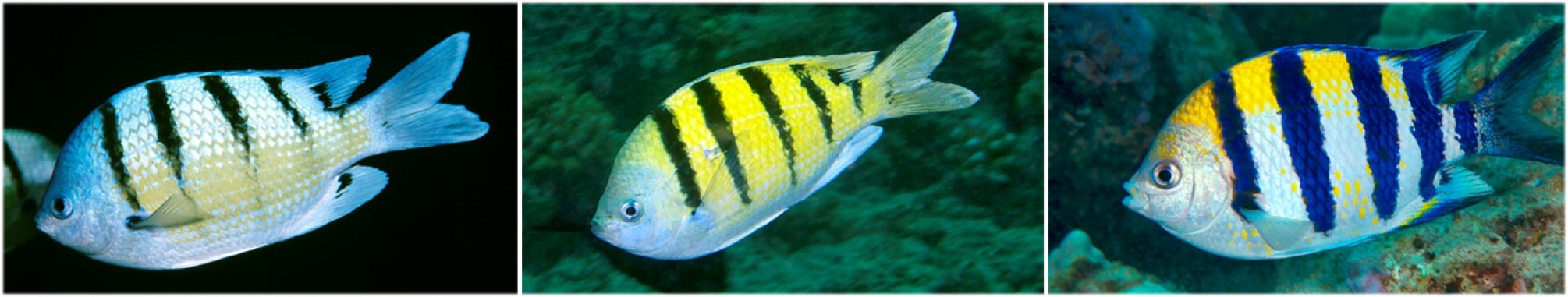 The Hawaiian (left), Indo-Pacific (right), and hybrid (center) sergeant species . Photo courtesy of Keoki Stender