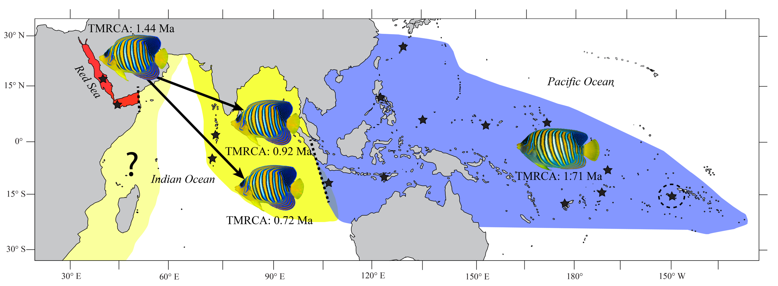 A graphical representation of my published research describing phylogeographic patterns in the Regal Angelfish, Pygoplites diacanthus . Initially thought to be a single species, we discovered four distinct lineages and disjunct genetic structure across the surveyed range that coincide with previously documented barriers to dispersal and gene flow. 