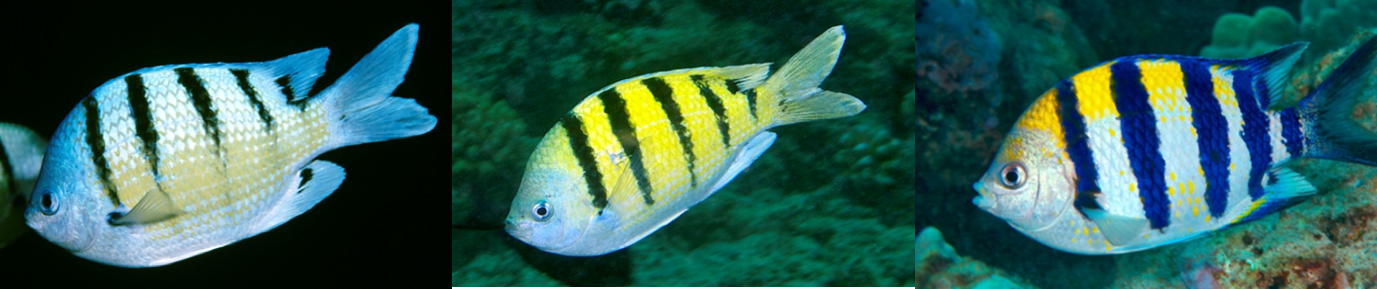 The endemic Hawaiian Sergeant Major, Abudefduf abdominalis (right), the hybrid offspring of A. abdominalis and A. vaigiensis (center), the non-native Indo-Pacific Sergeant Major, A. vaigiensis . Photos: Keoki Stender