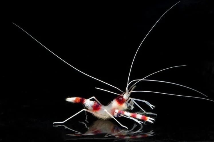 NEW PUBLICATION: Phylogeography of the Coral Banded Shrimp