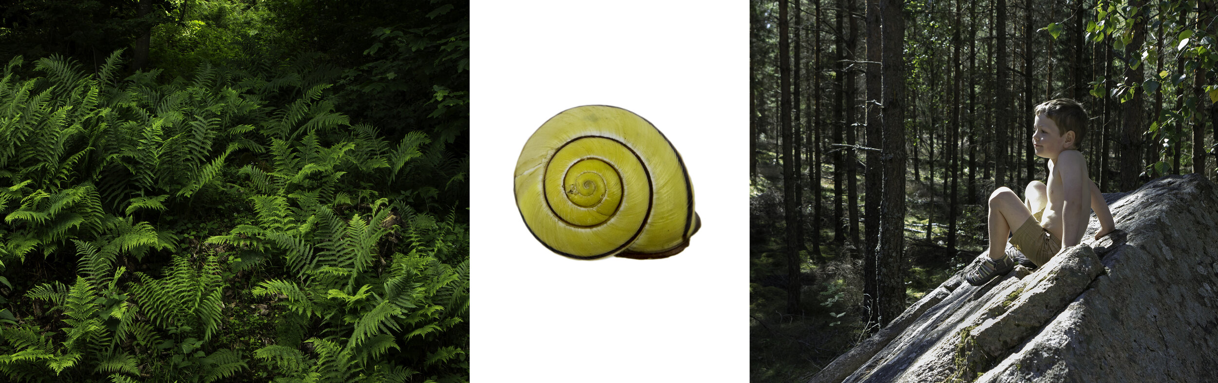 Totems11_yellowshell.jpg