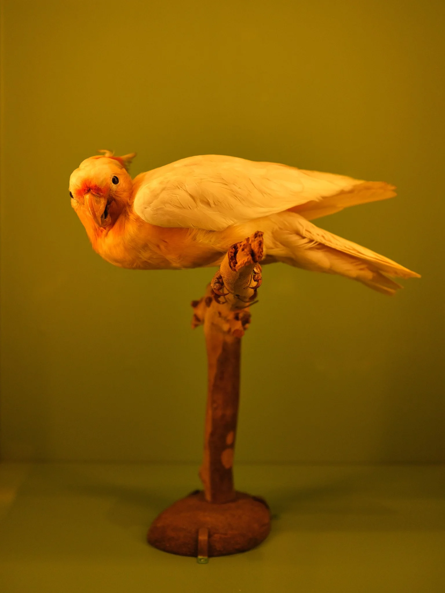 DSCF1070.jpg