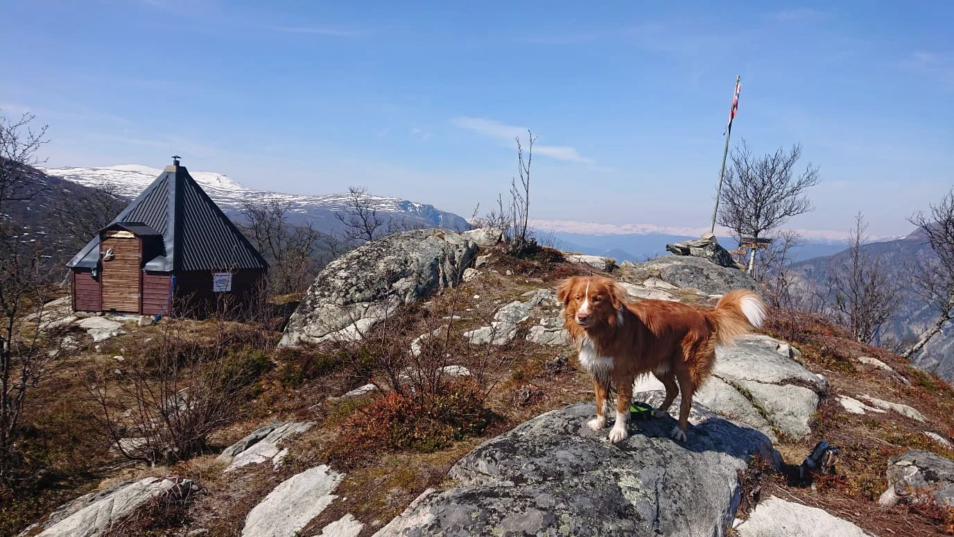 Jappen testar forholda på Storehaugen ein månad før motbakkeløpet går av stabelen.