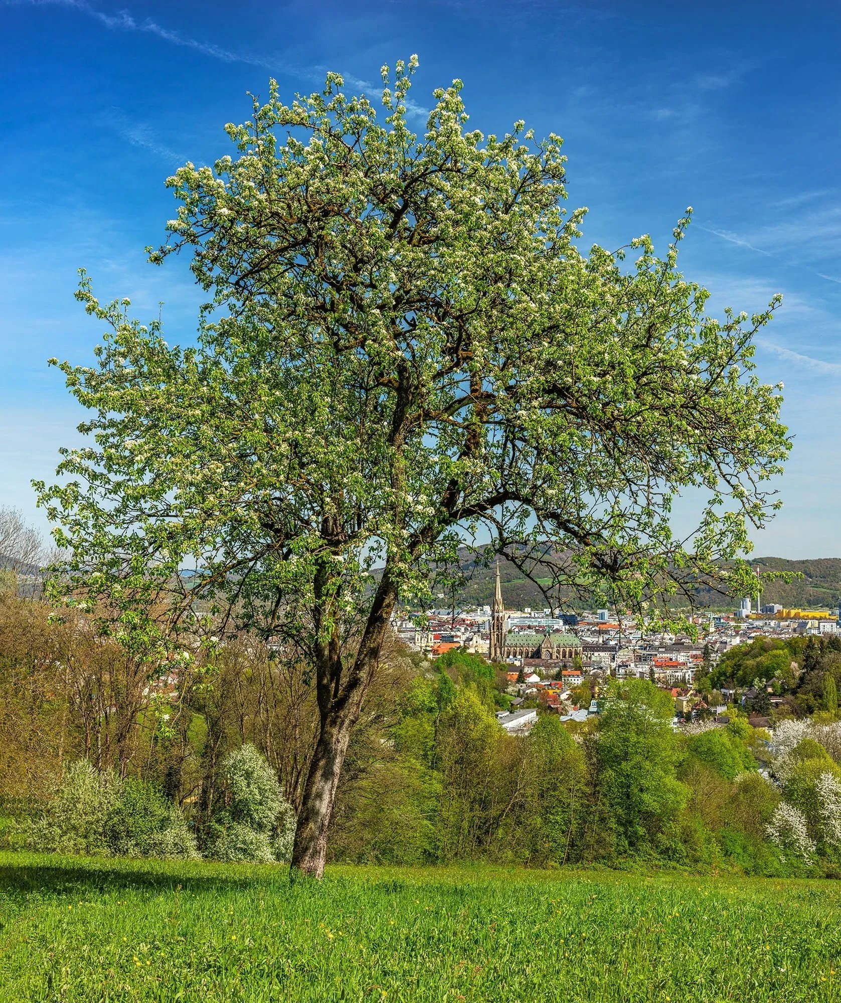MARIENDOM LINZ