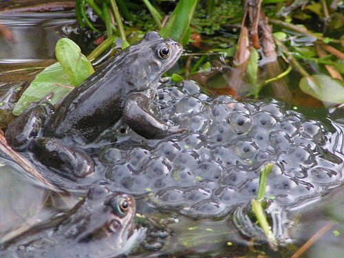 frog-and-spawn-040316.jpg