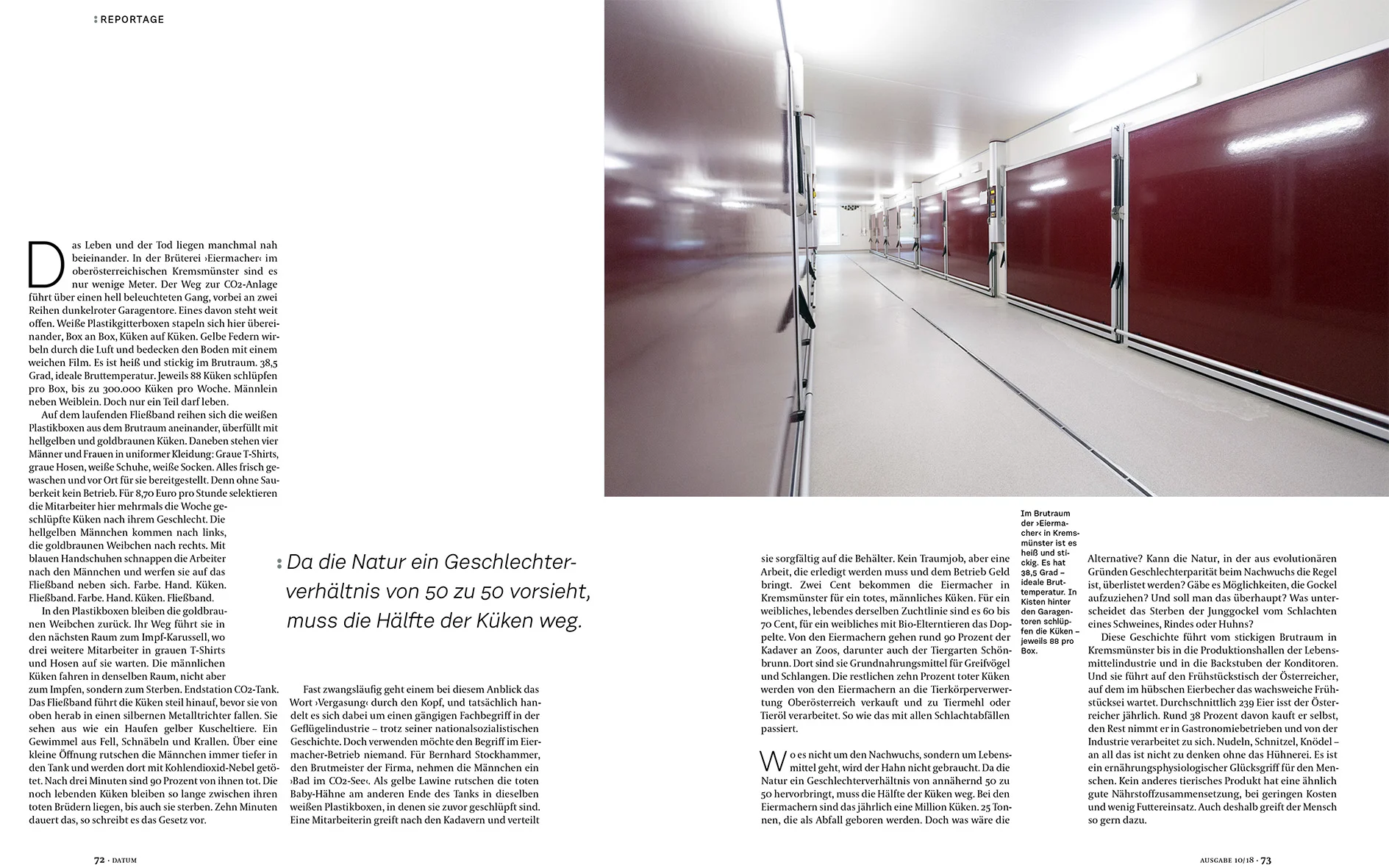 DATUM_10-18_Kueken-2.jpg