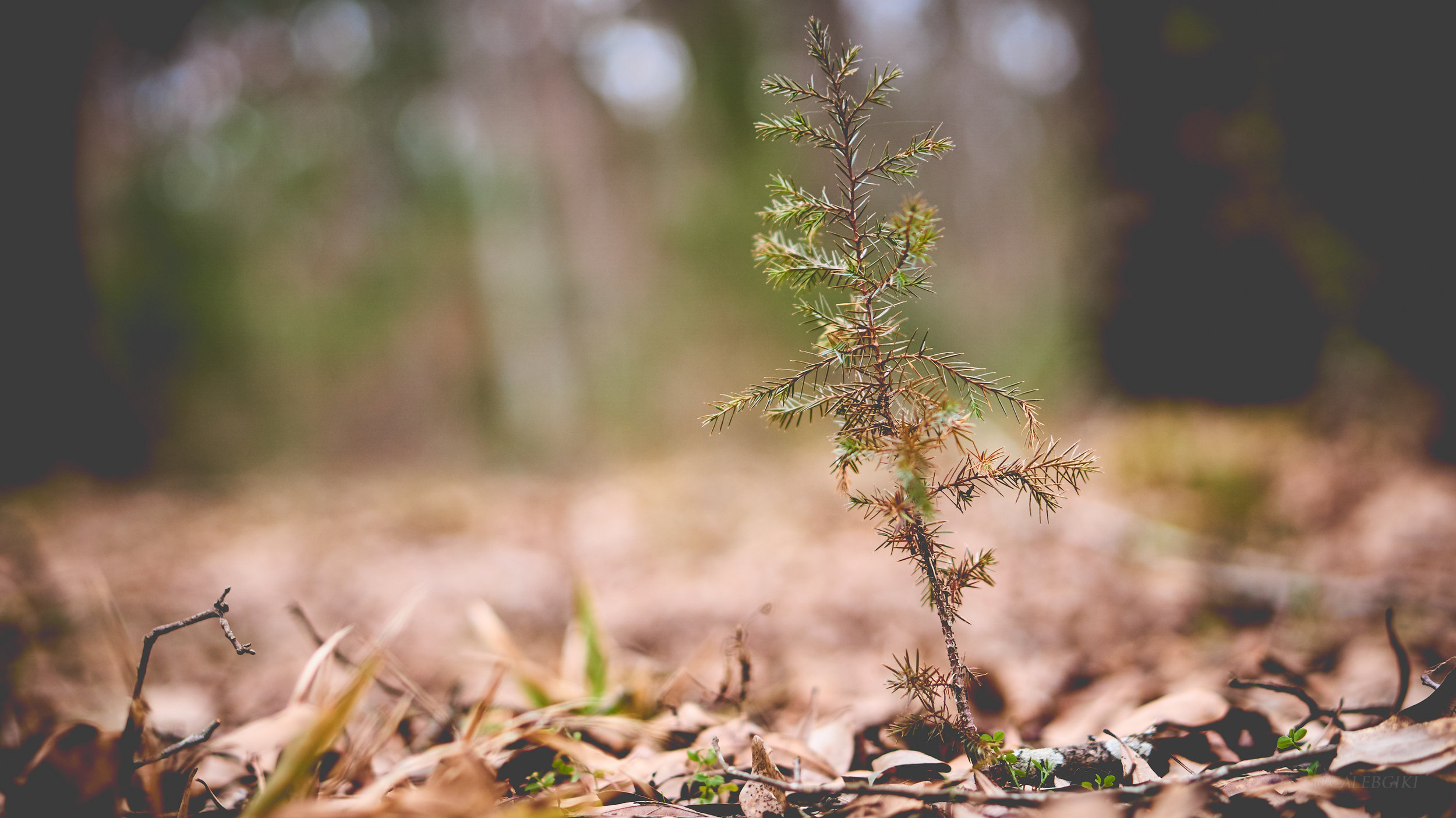 Baby Cedar Tree