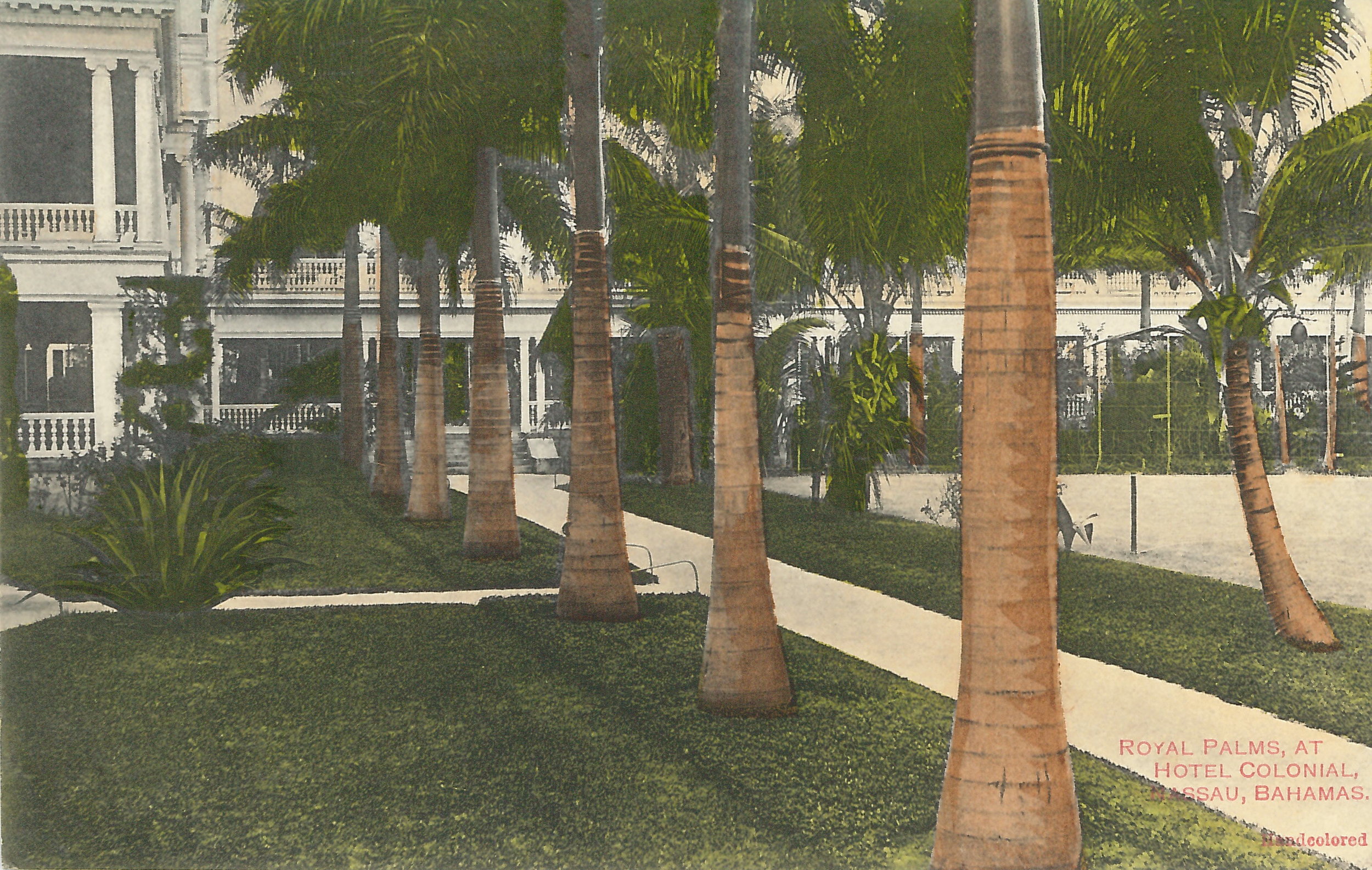 ‘Royal Palms at Hotel Colonial’ (estimated c.1890-1930). Handcoloured colonial-era postcard by unknown artist.