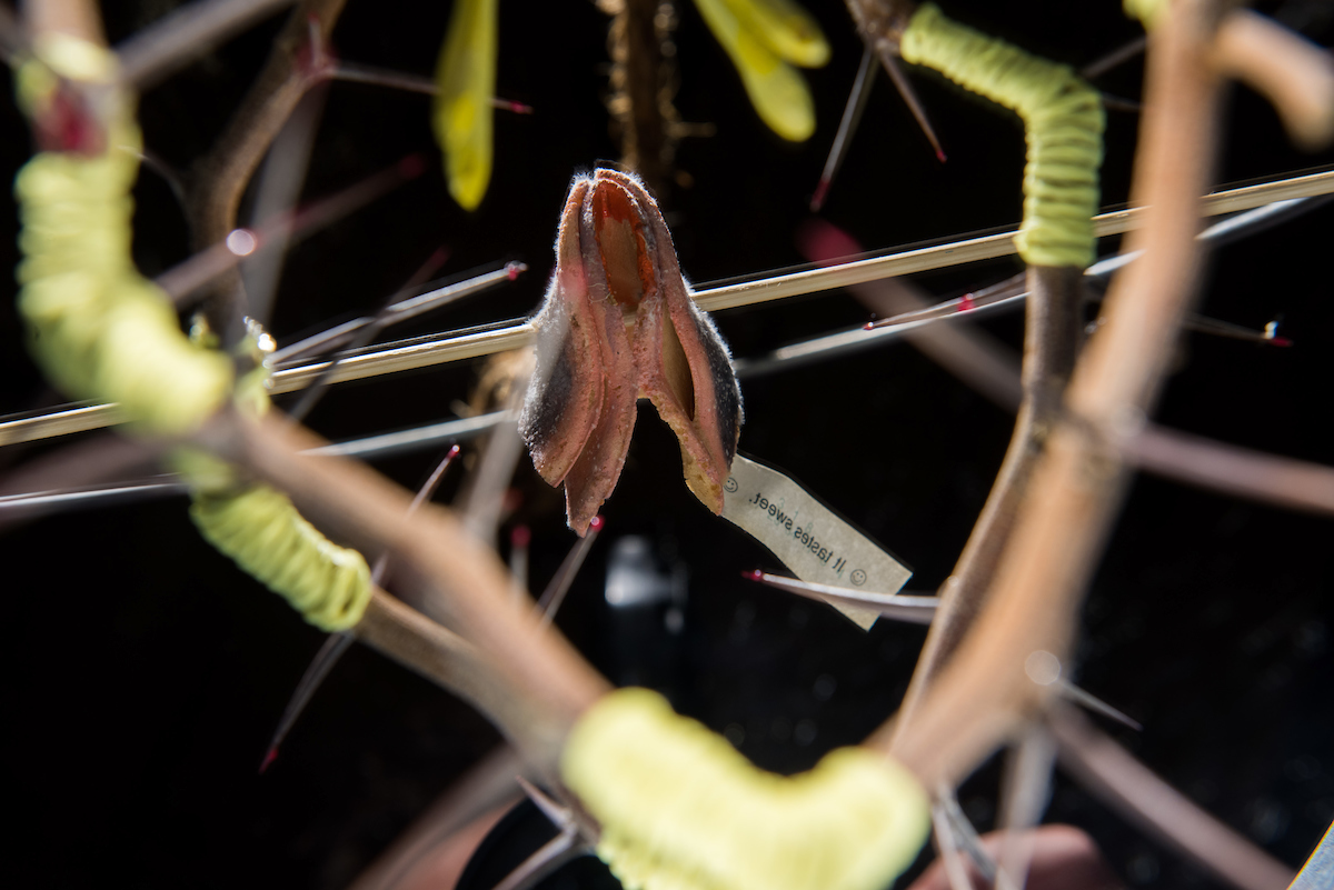 Details from “Portal: There’s a WHole in the Bucket.” Images courtesy of Dante Carrer.