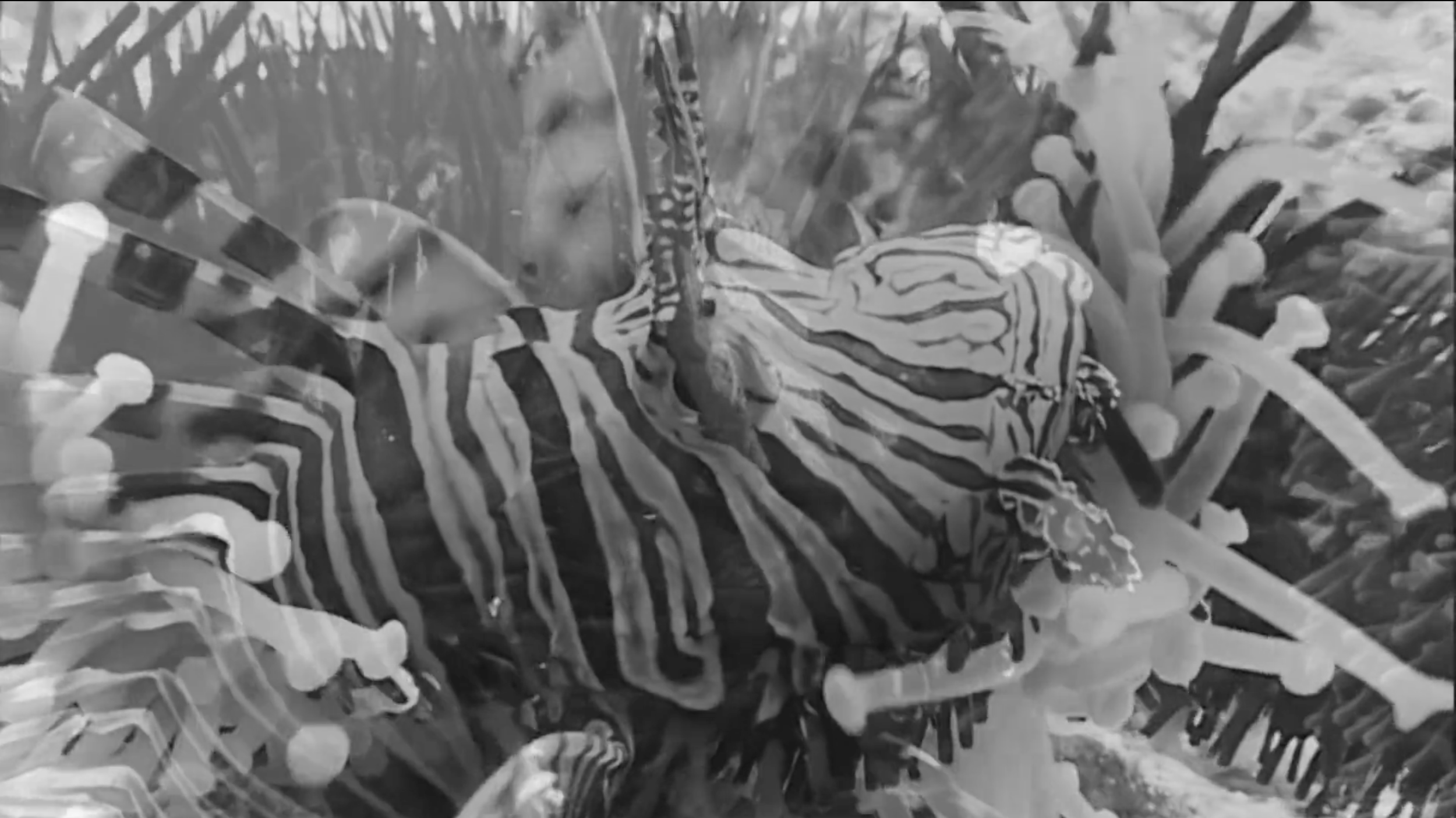  Film still of Tamika Galanis’ film work, “When The Lionfish Came” (2015), warning about the impending crises of lionfish and colonial perpetuations. This work is currently on display as part of the current Permanent Exhibition, “Hard Mouth: From the Tongue of the Ocean”.