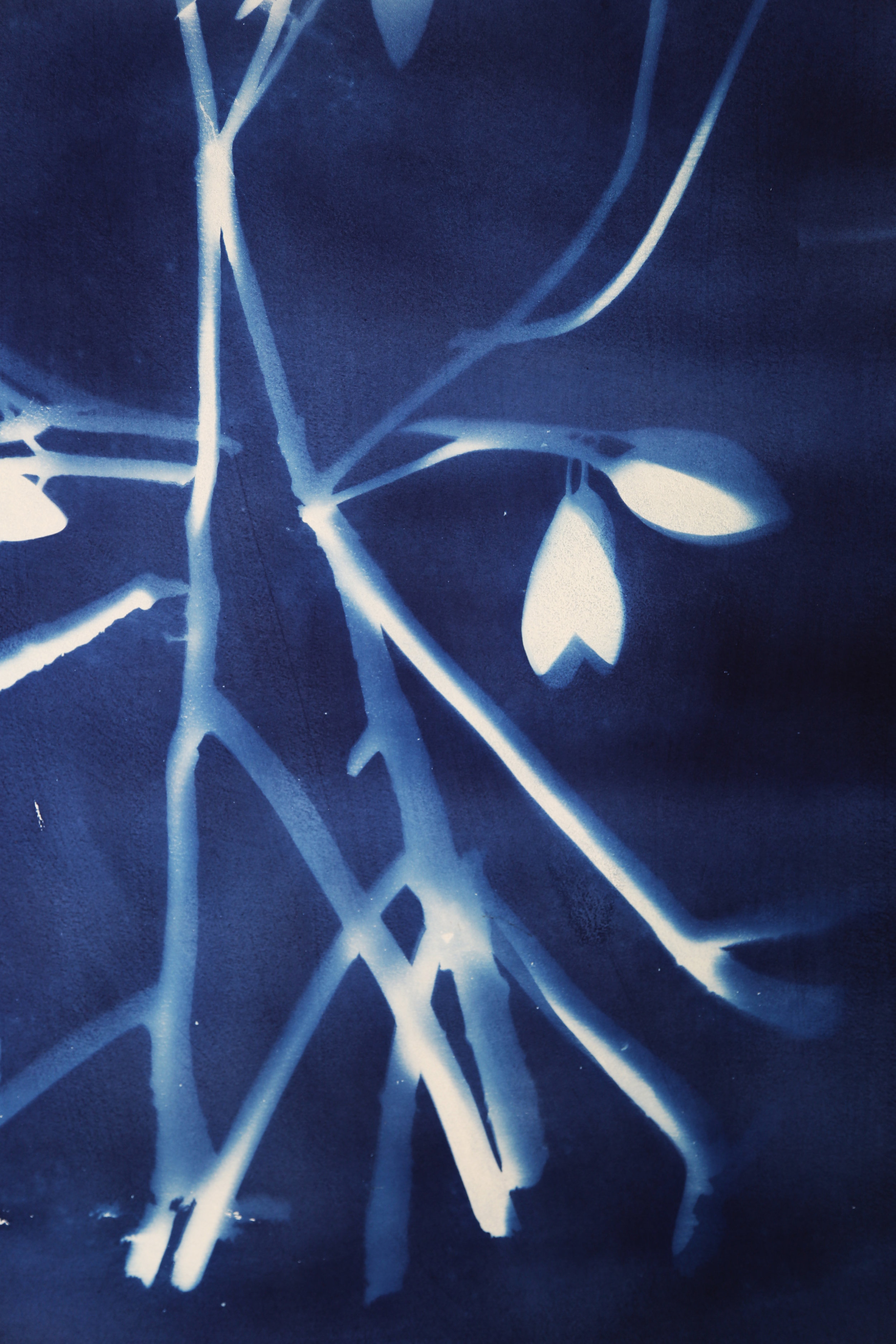Works from the “Carbon Blue” series, (2018). Natascha Vasquez. Cyanotype on paper. 29 1/2" x 41 1/2". Work courtesy of the artist.