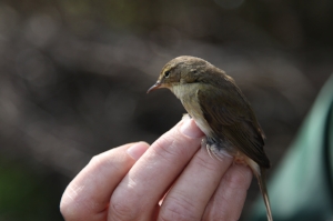 Chiffchaff MCP 2015