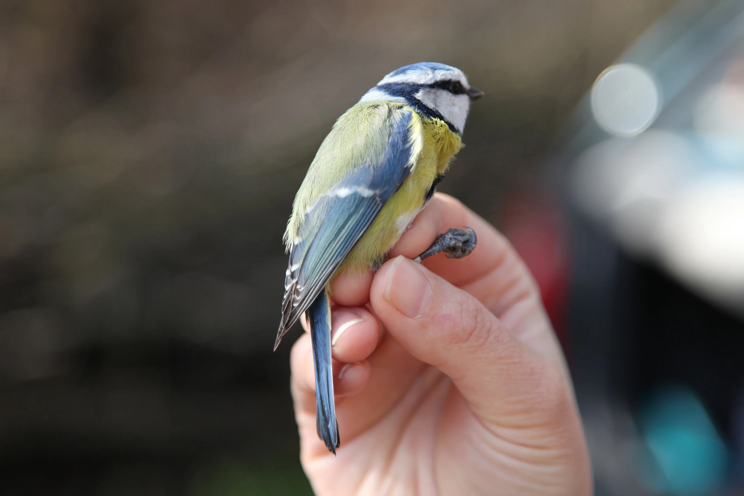 Blue tit MCP 2015