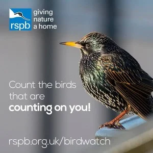 BirdWatch.jpg