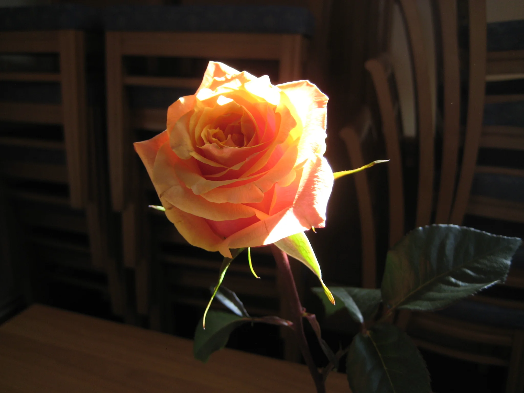 IMG_6207.jpg